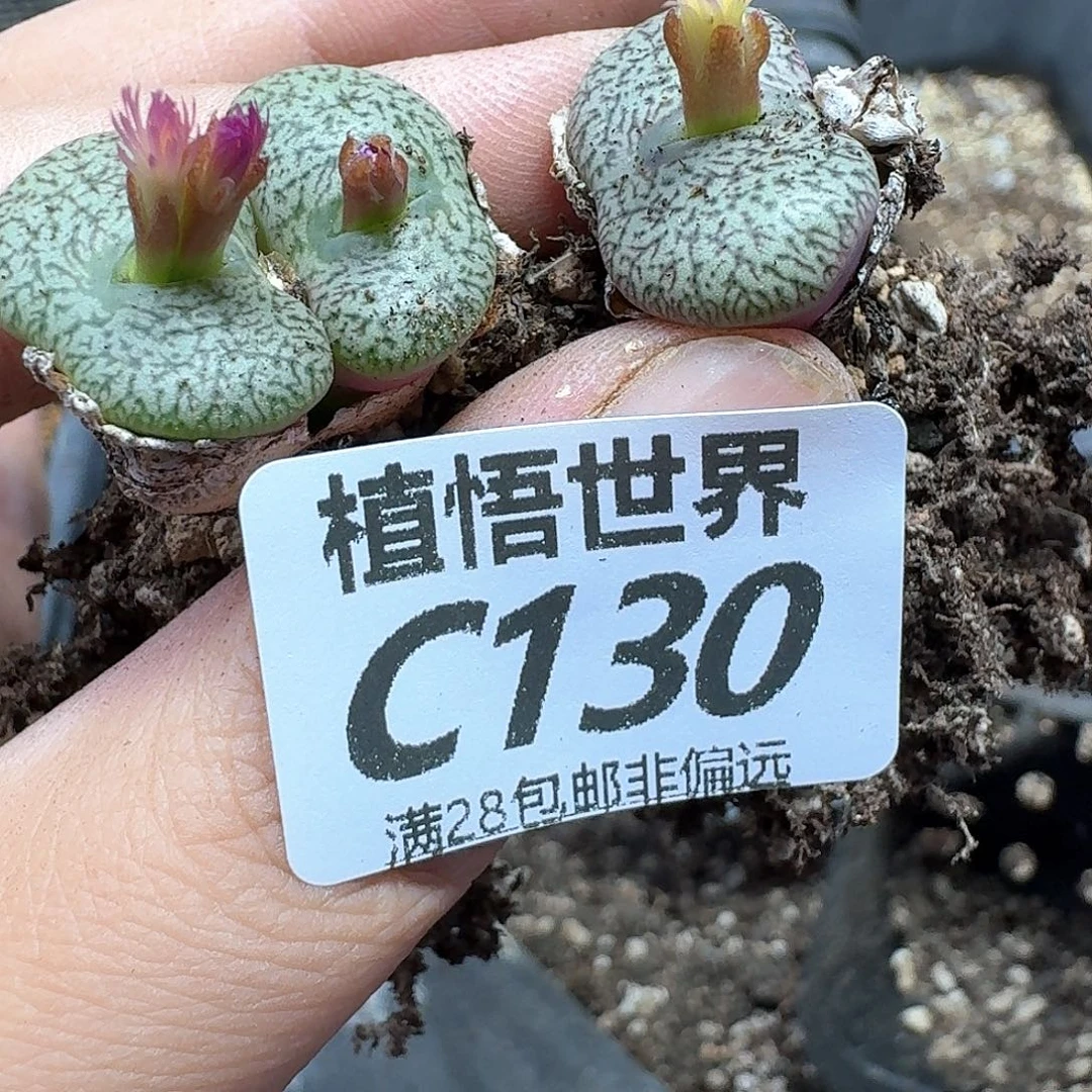 多肉植物的人生fgb