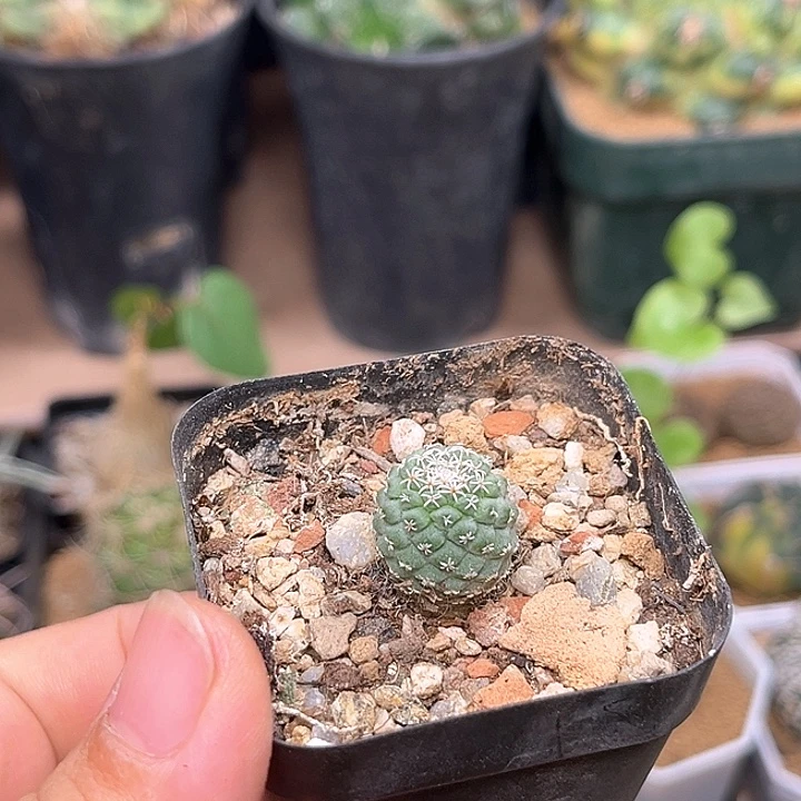 菊水实生球一颗一颗一颗的