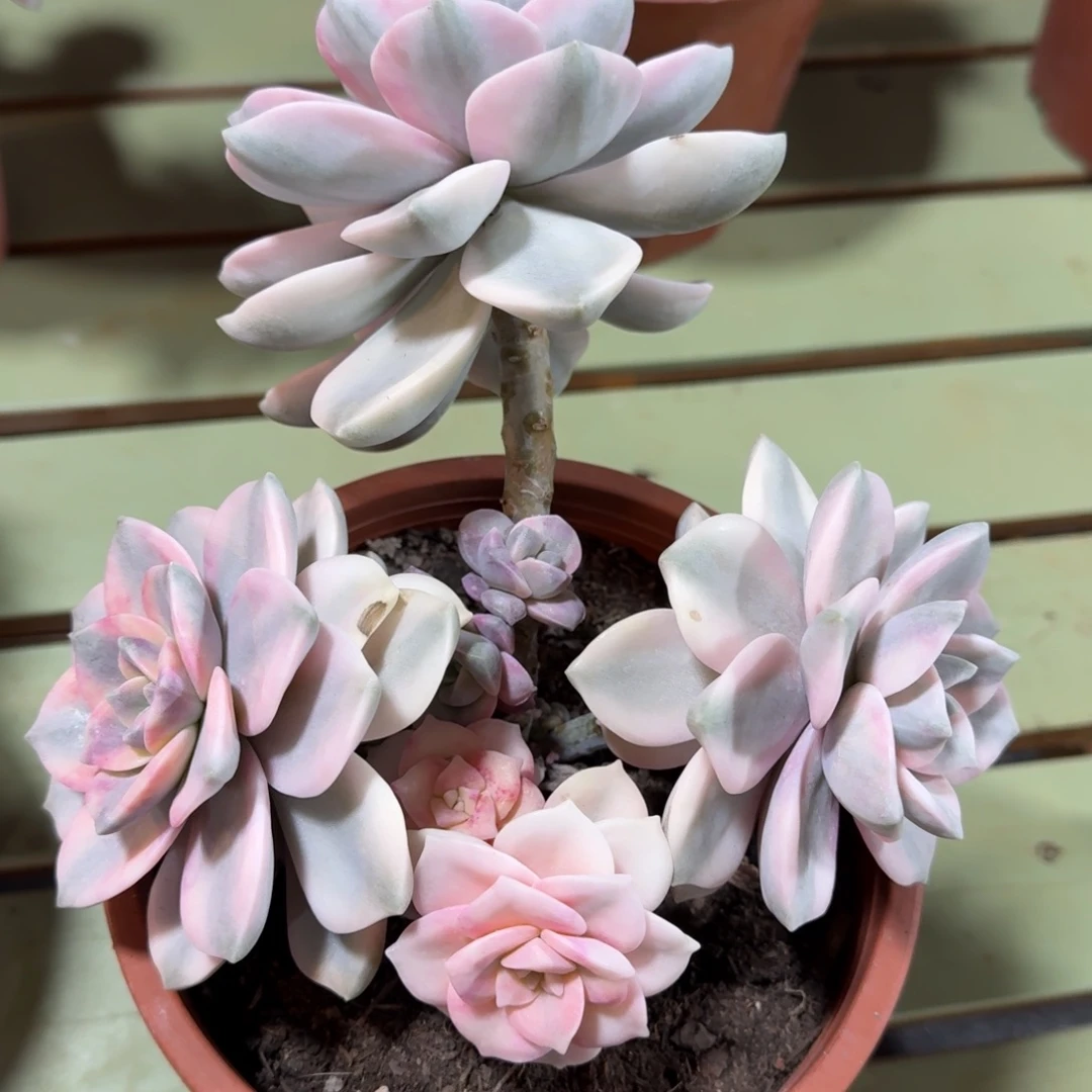 紫乐锦群，锦上园艺一物一拍