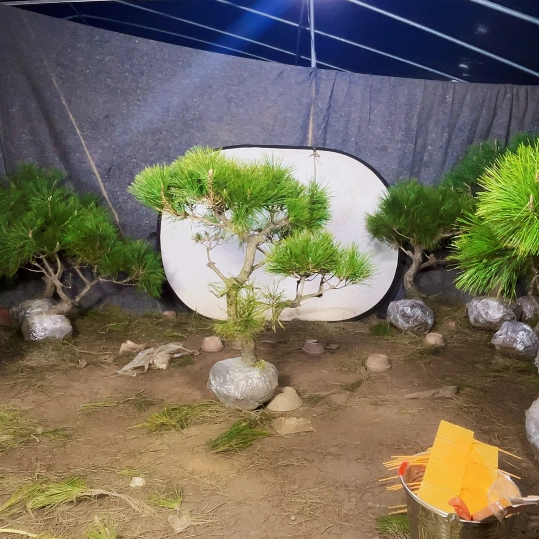 芜***司无花朵黑松223333322223