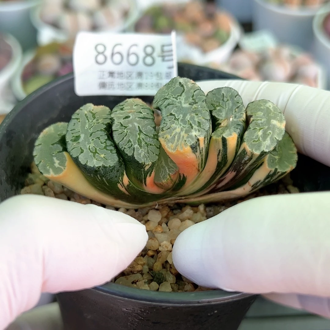 好养易活生石花大母本8668