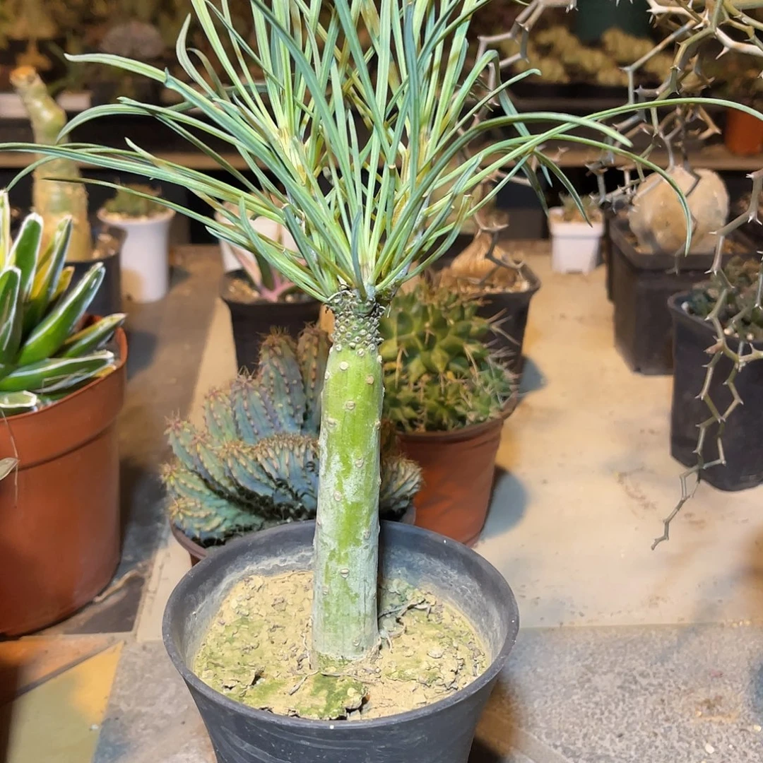 天龙木一物一拍下单包邮