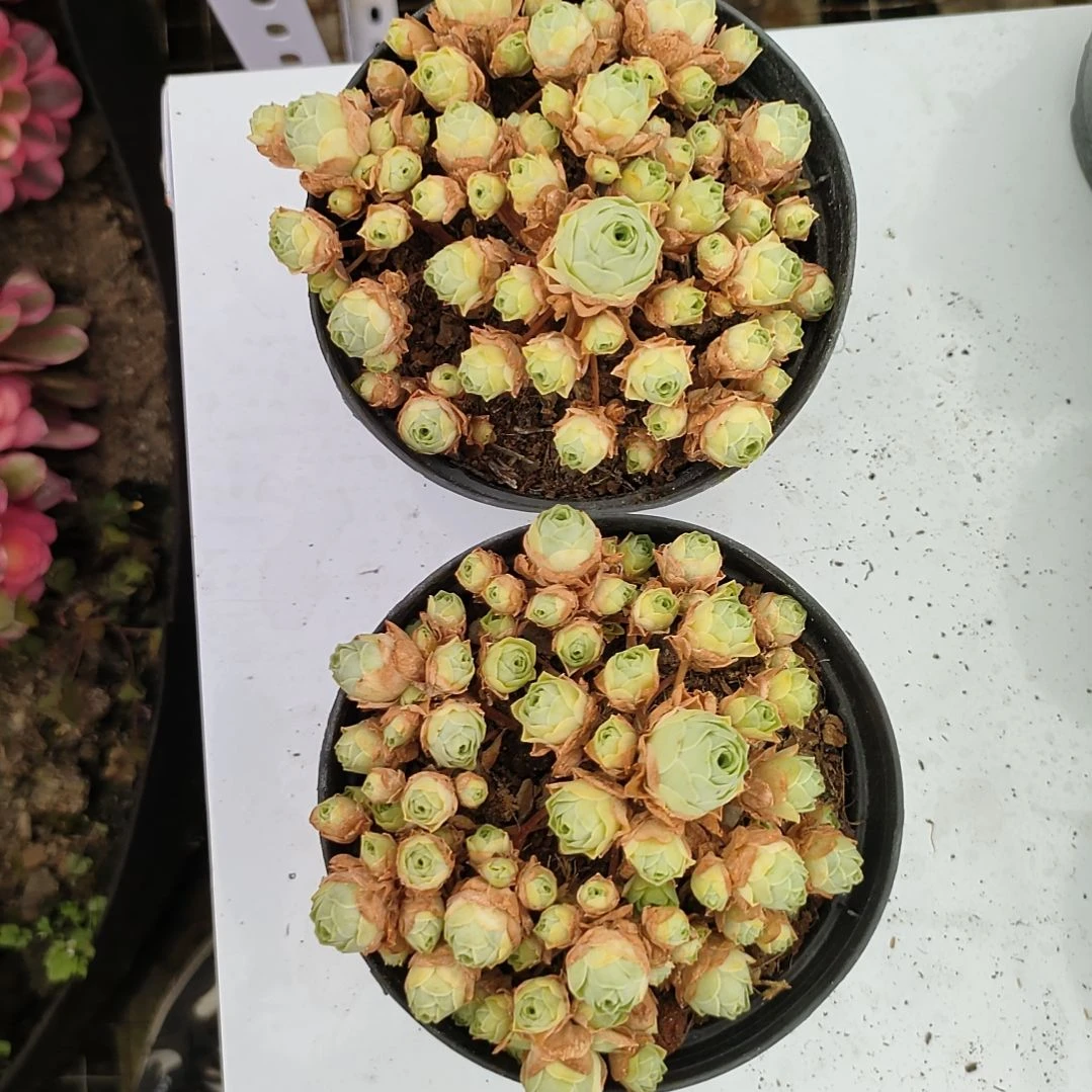 多肉法师锦山地玫瑰两个