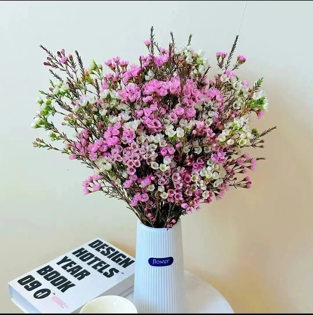 【粉白色+送瓶子+保鲜剂】鲜切澳洲腊梅花卉5色混搭云南基地直发