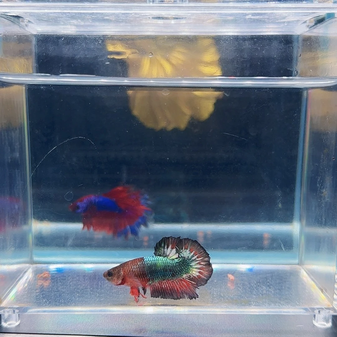 斗鱼活体观赏鱼好养耐活