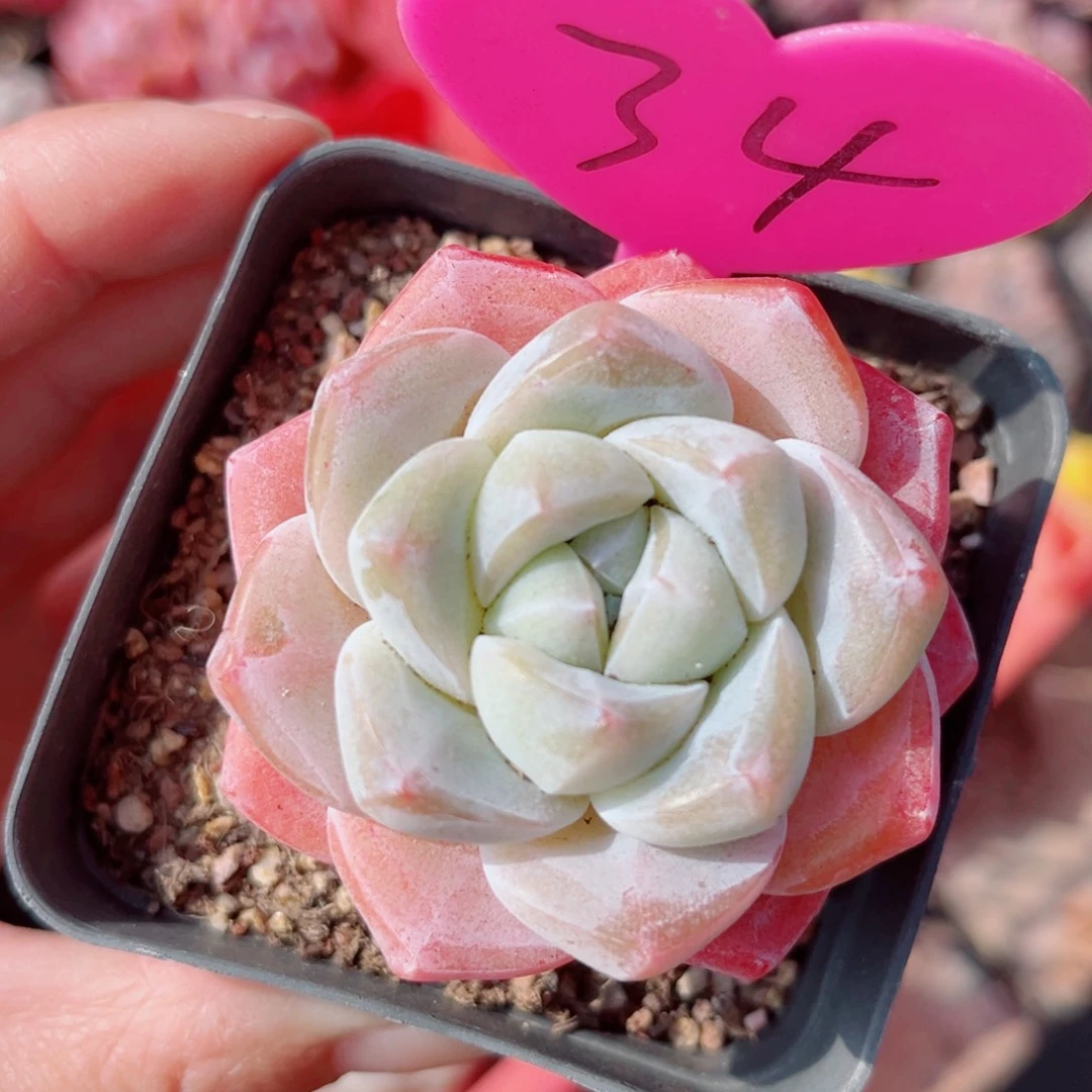 34号小老桩冰玉单头