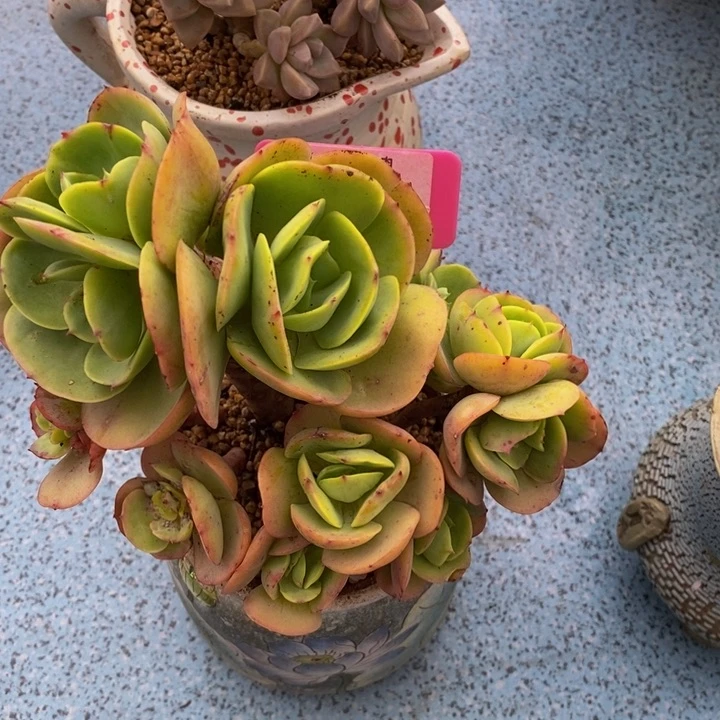 093碧桃肉肉肉肉肉肉肉