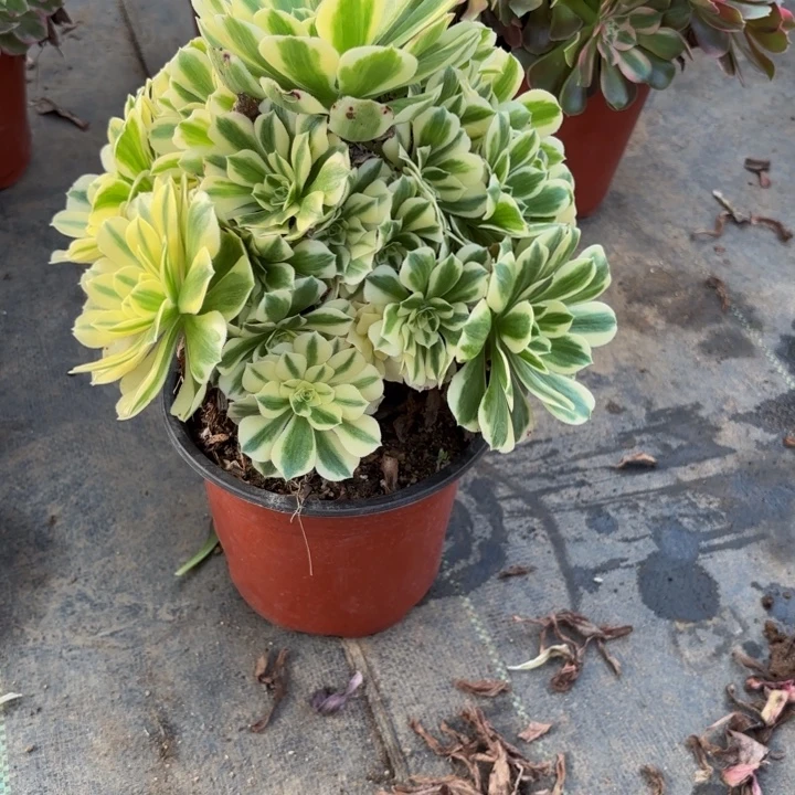 瑞妈，，，。。。392迈，