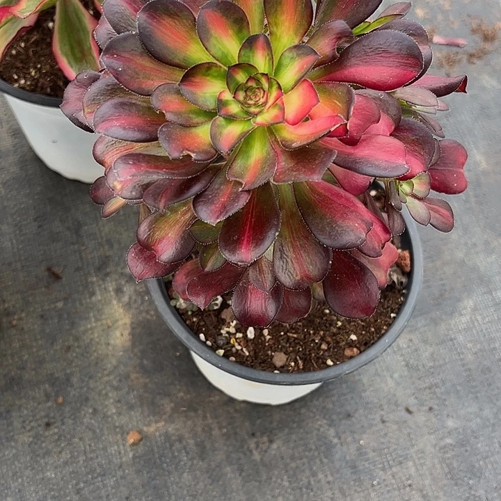 精品多肉植物421