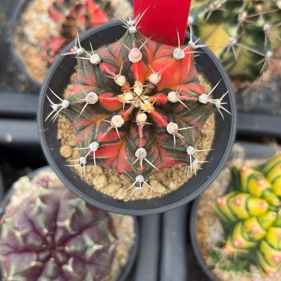 190-1121泰国发货多肉