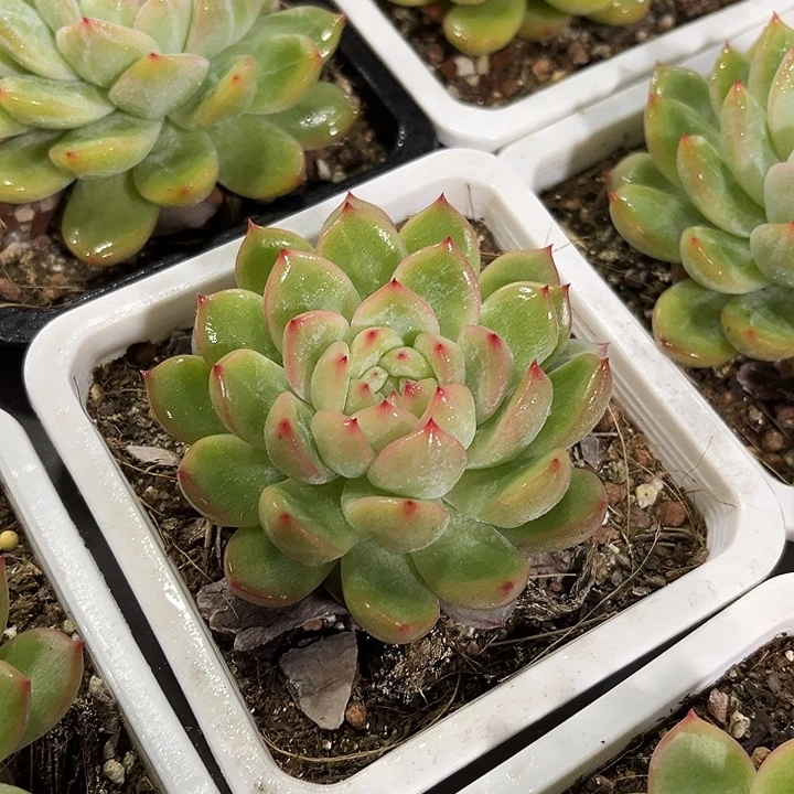 2棵雪花珍妮多肉植物