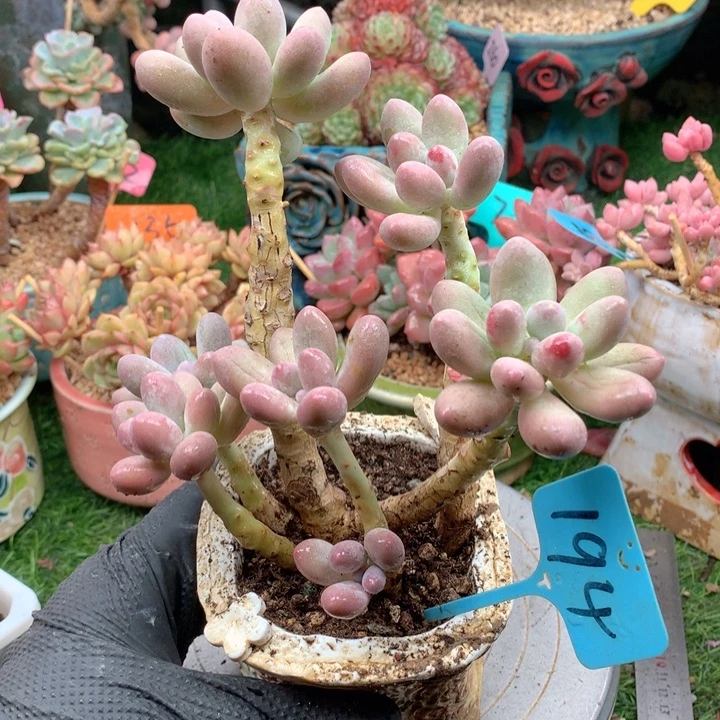 多肉植物一物一拍194