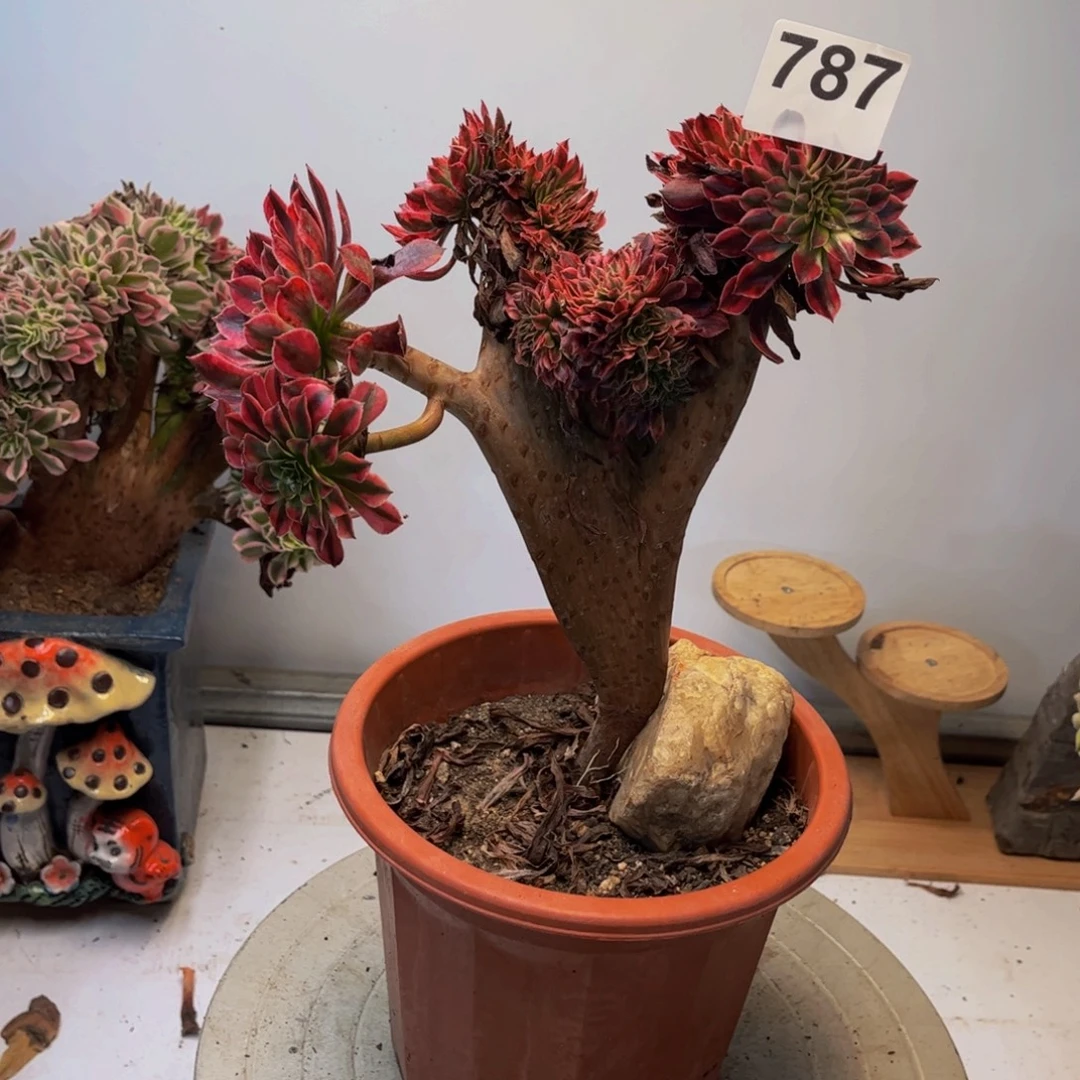 多肉植物黑桐柏缀787