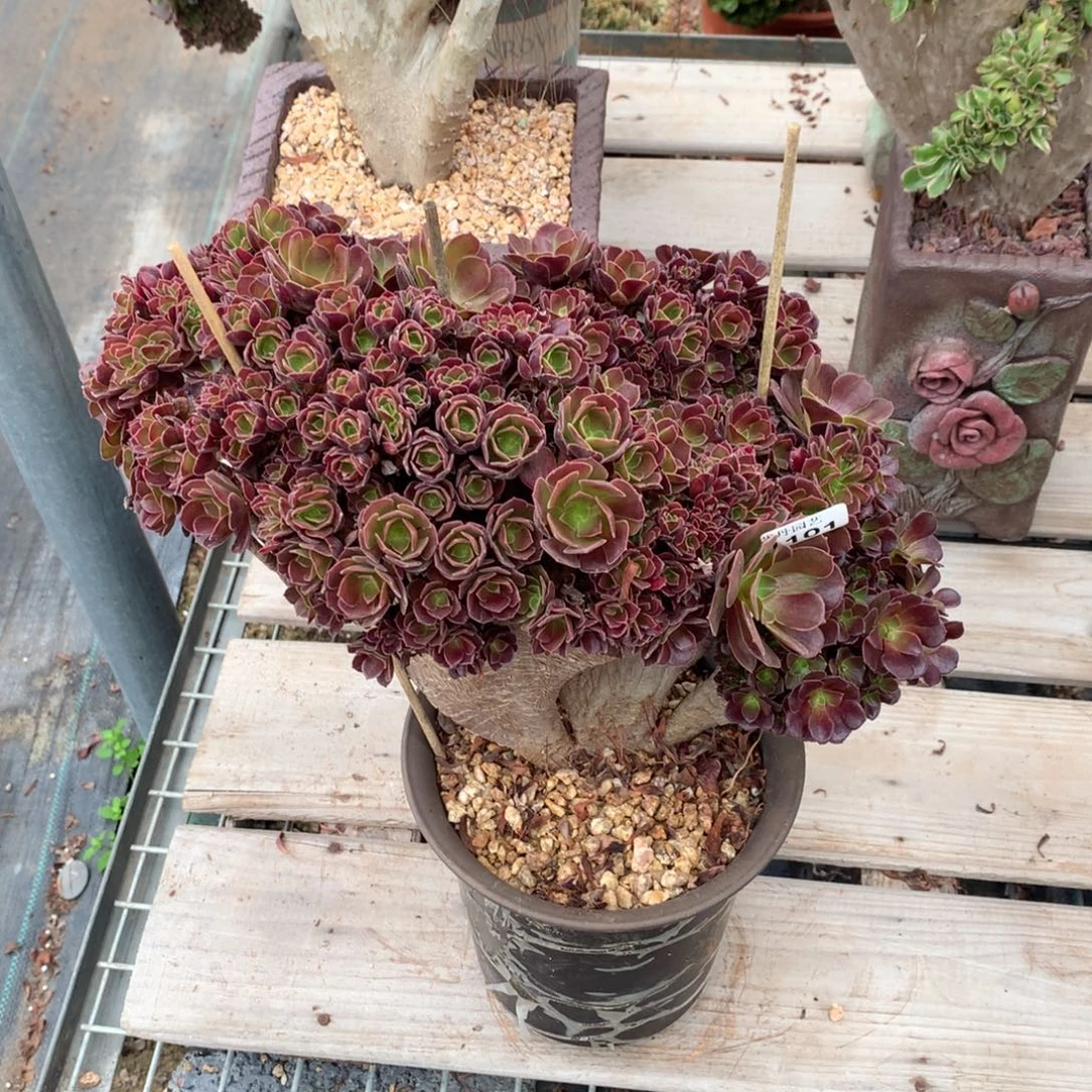 1101欧紫朵朵一颗颗