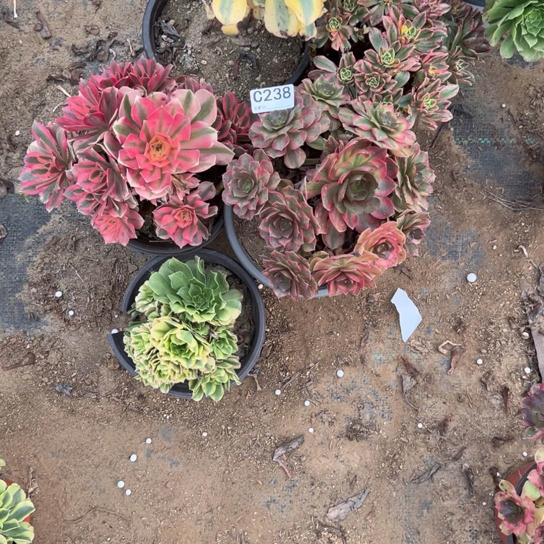 238五颗组合多肉植物