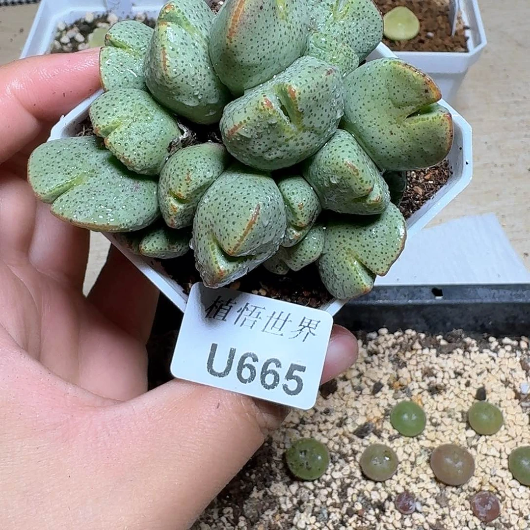 665盒多肉植物精油f g