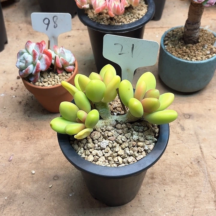 多肉植物，芒果奶21号