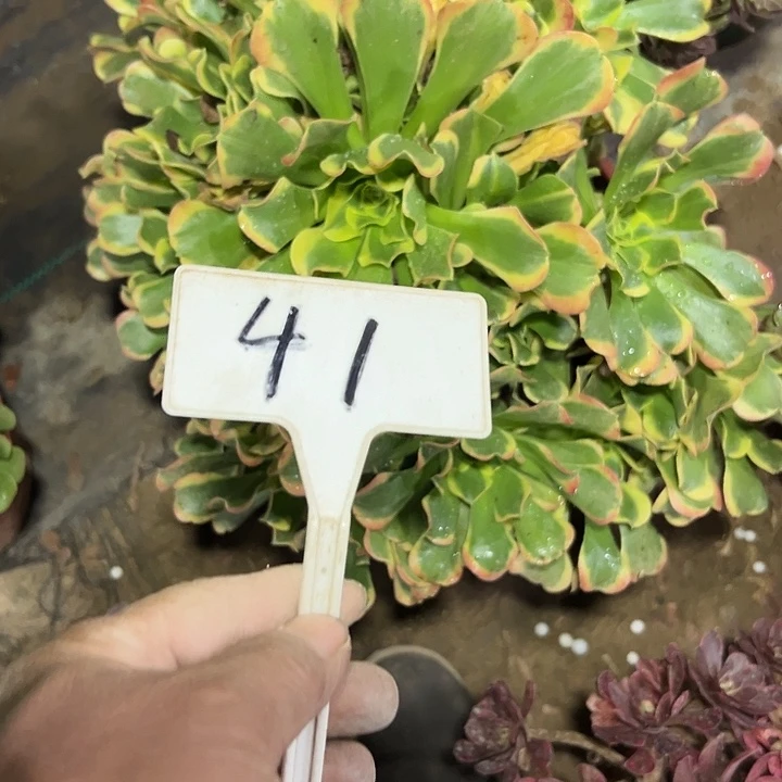 ****煜多肉植物特斯拉法师41