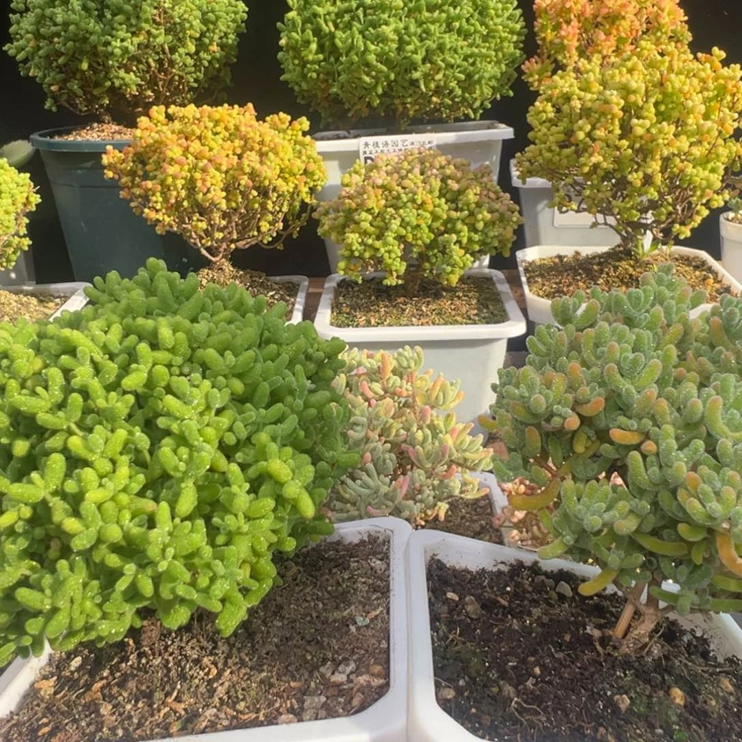 汤****D7596蜜桔。D7593冰橙