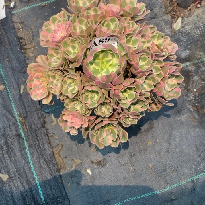 895号精品法师粉女郎