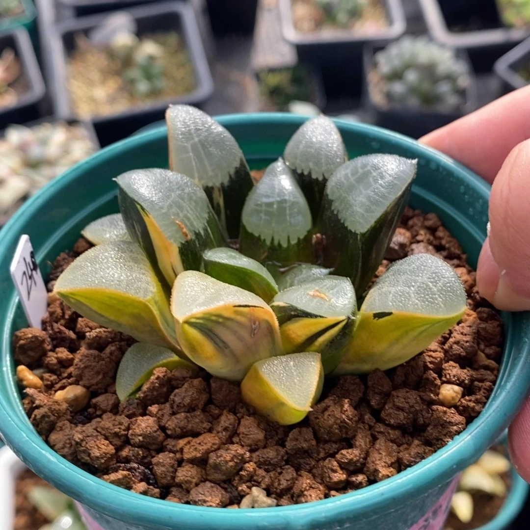 一颗实生大克锦。