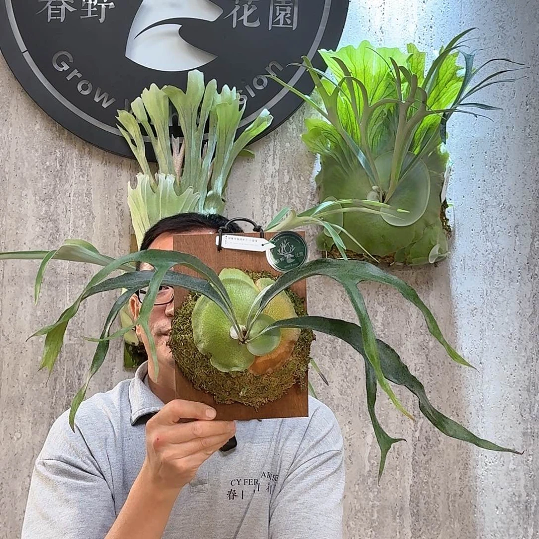 完全开放春野花园小猫咪鹿角蕨