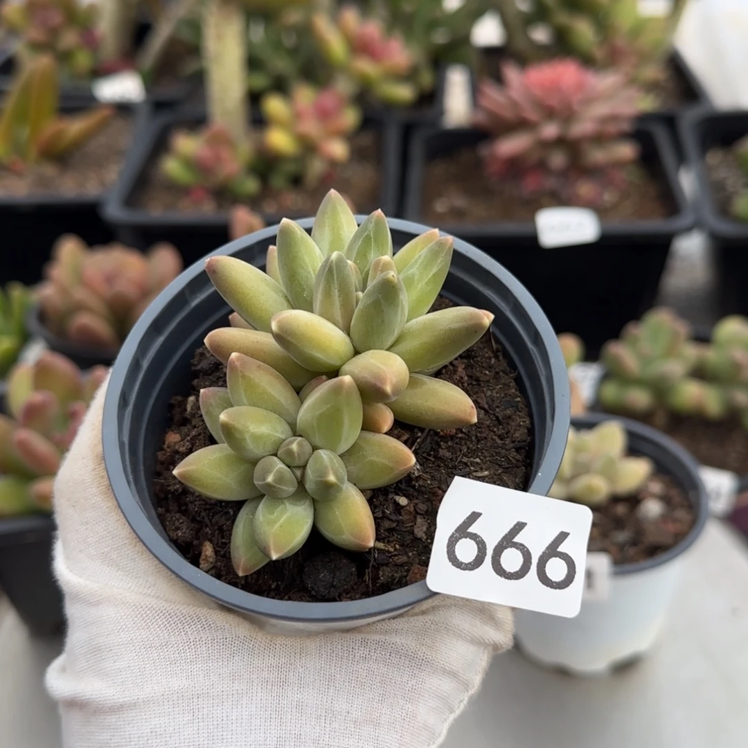 666号一物一拍一物一拍