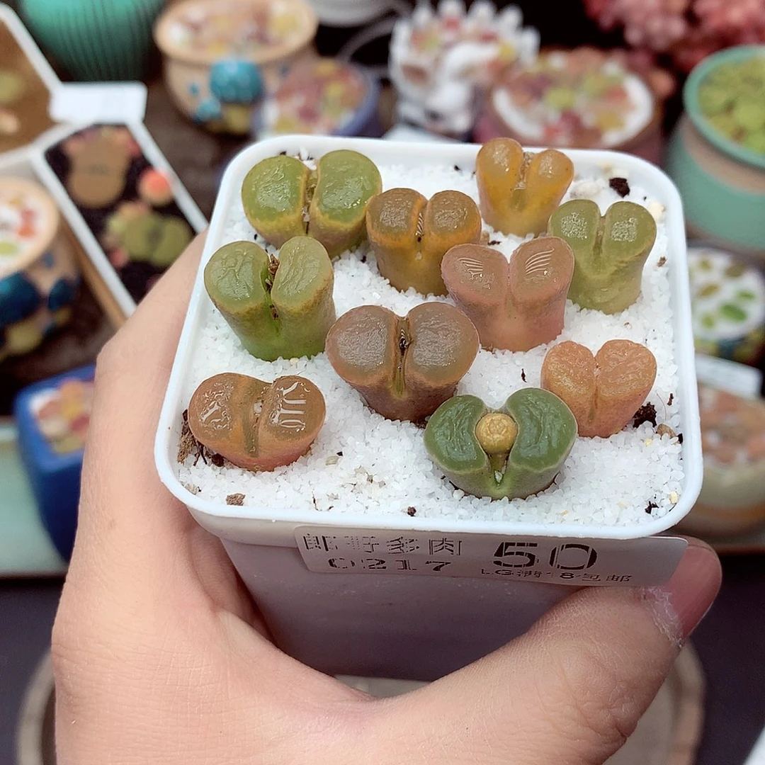 郎哥多肉生石花17-50