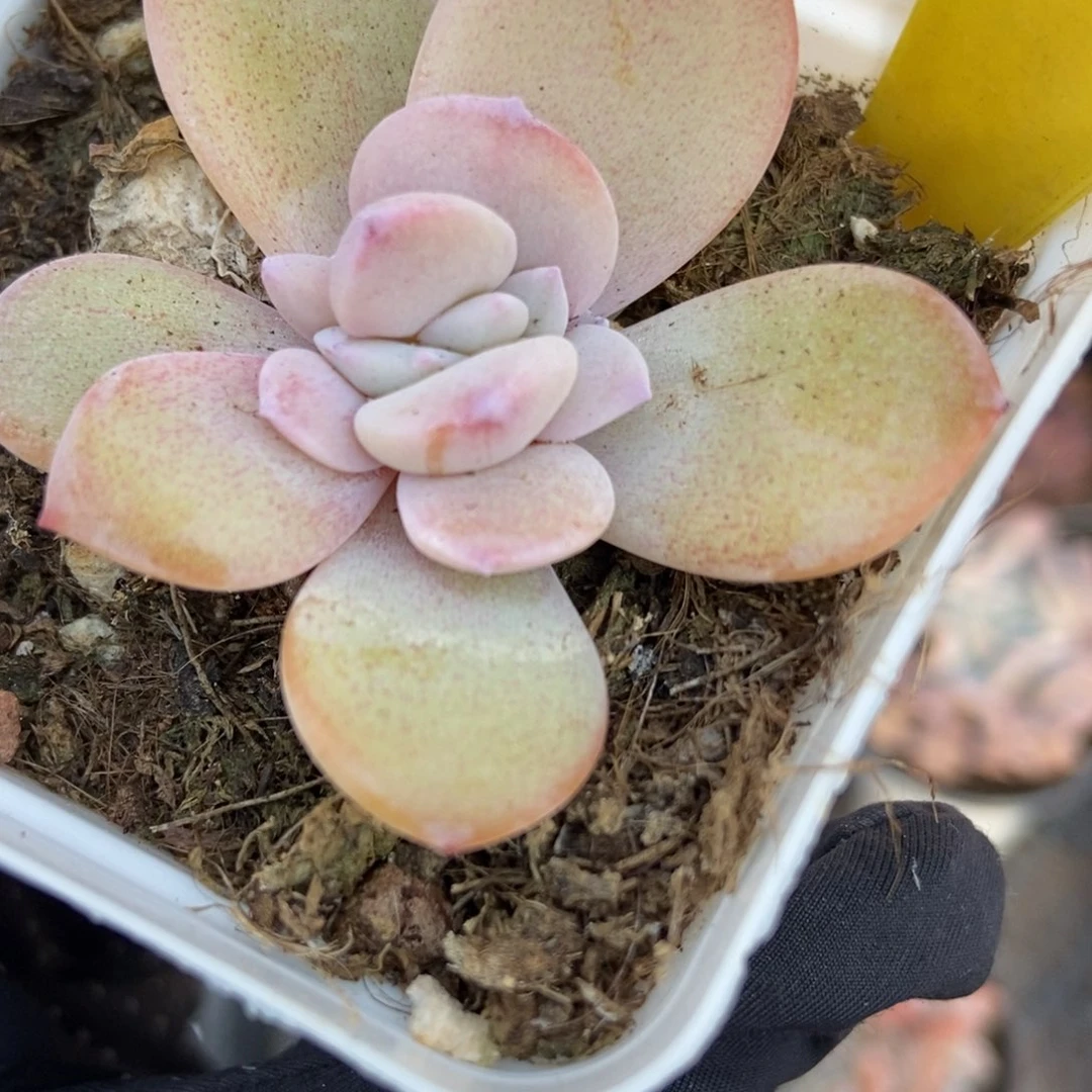 6090奶茶多肉植物保护