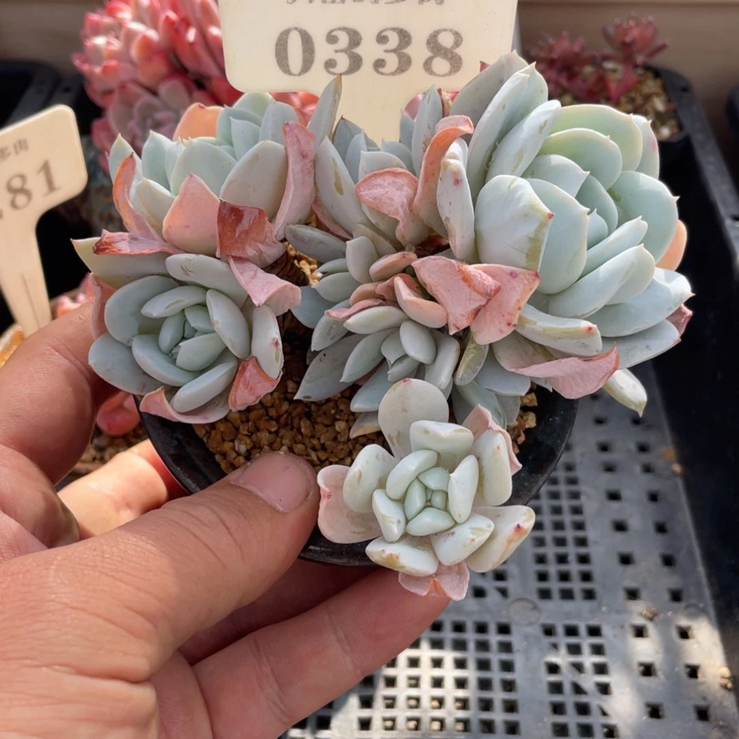 0338雪特不带盆10厘米