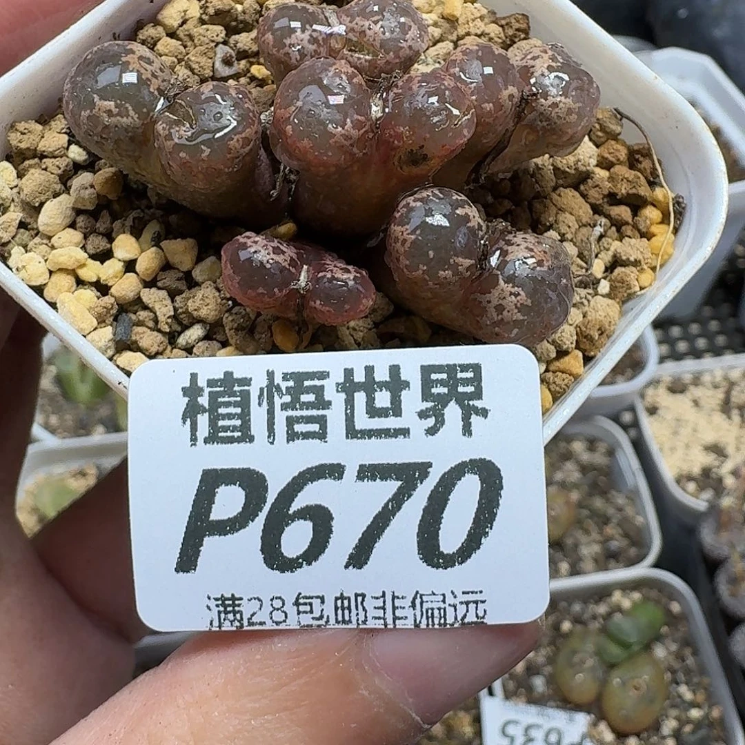 多肉植物的人生fhn