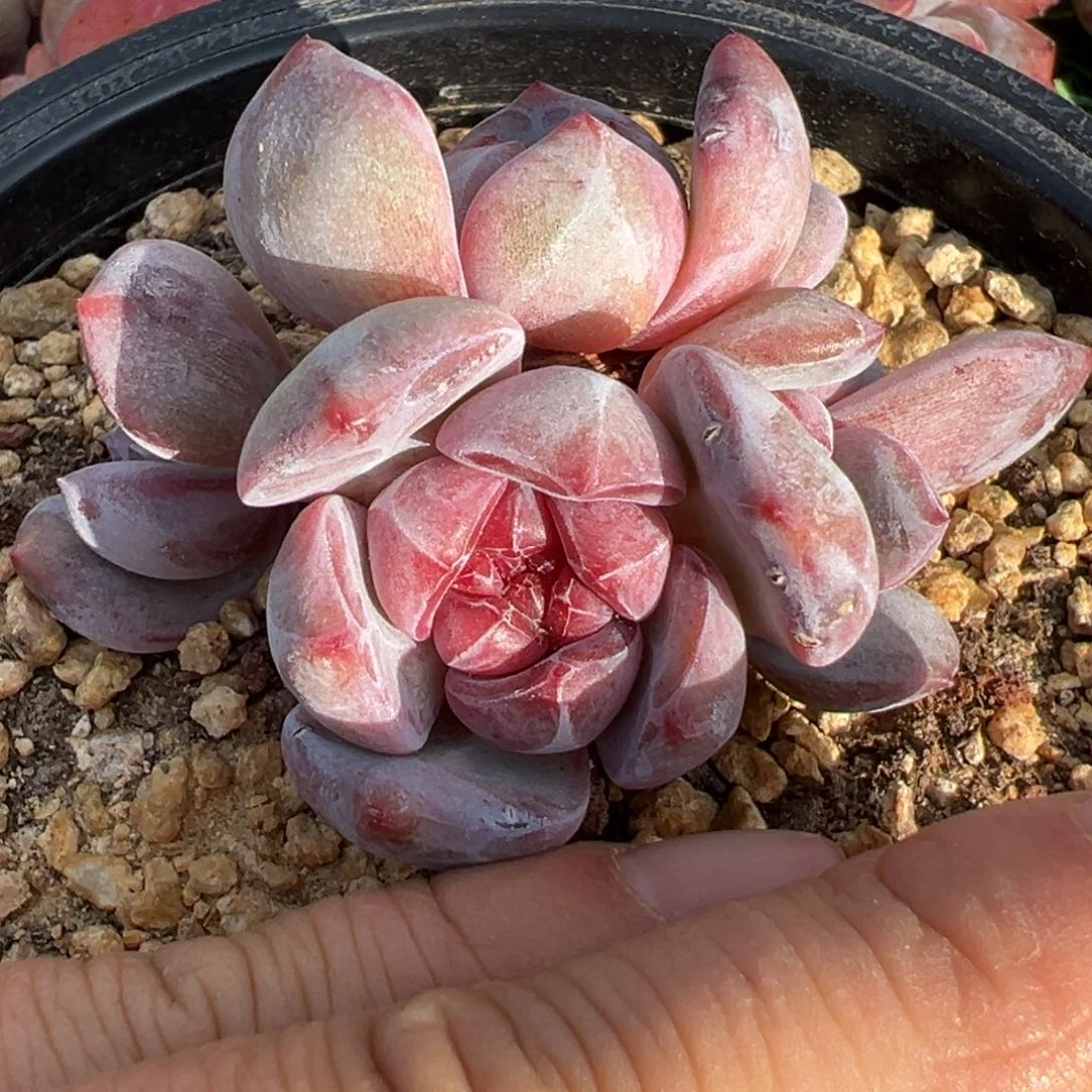 w****?啊石榴籽星影小树福利