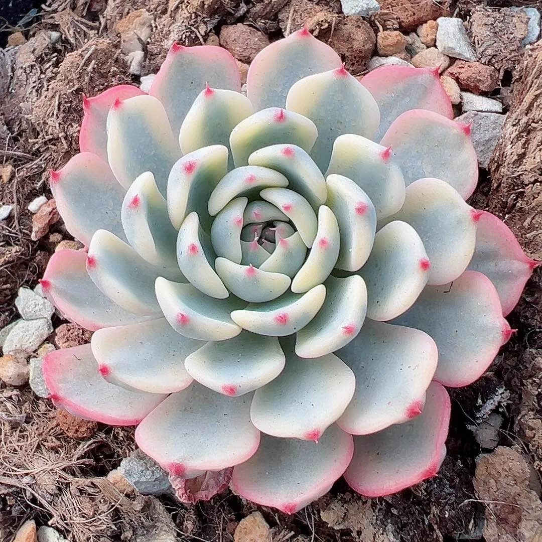 姬莲锦，覆轮锦多肉植物