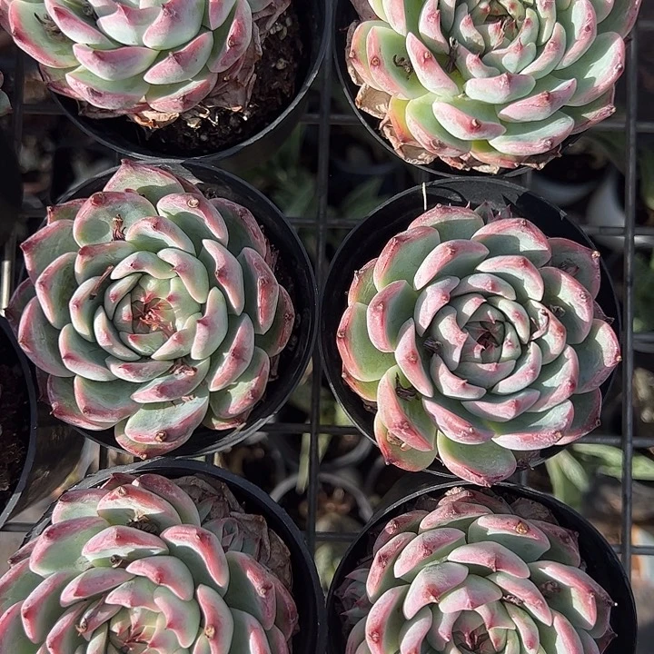 单头吉娃娃多肉植物精品