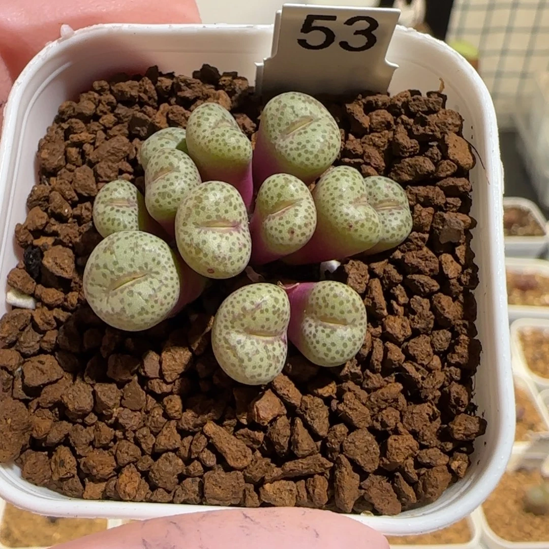 肉锥多肉植物组合-通体紫红金橘1205