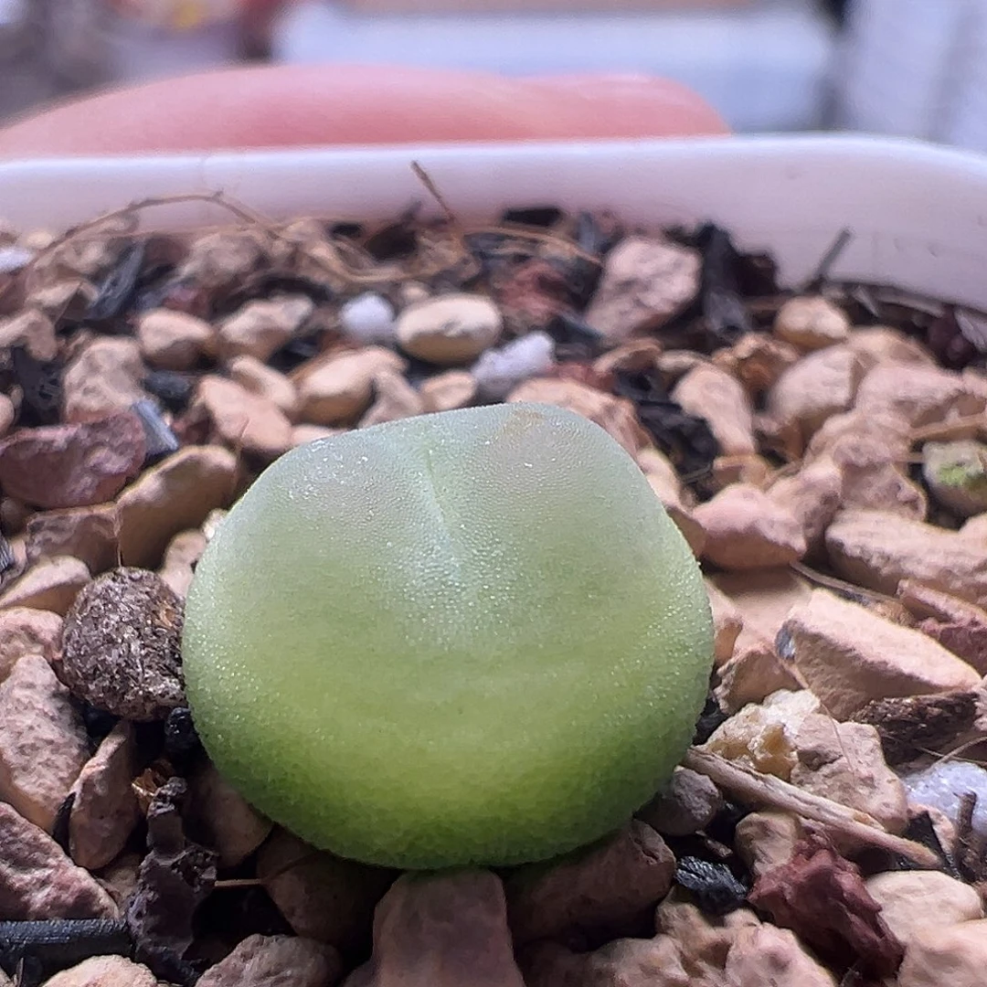 紫皮拉登母本一物一拍