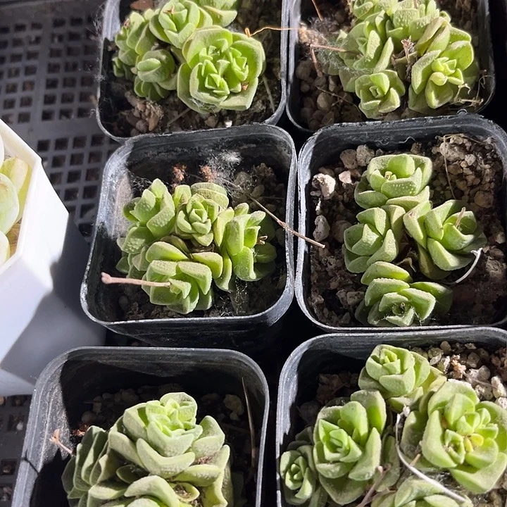 桃乐丝带盆土发货