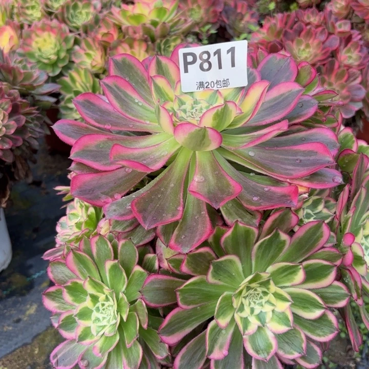 瑞妈多肉植物，811.天河