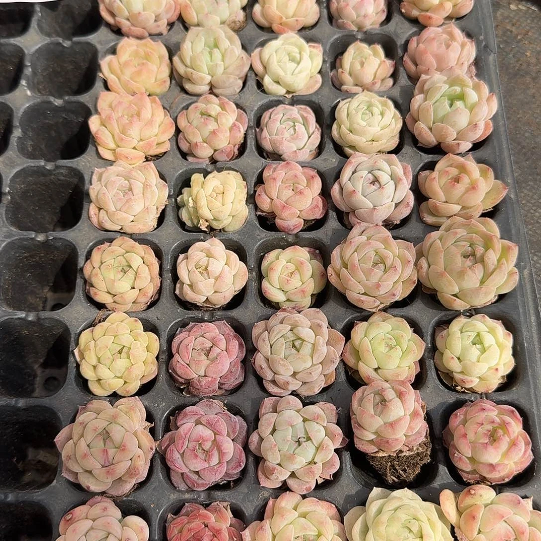 8-1糖心珍妮混穴盘四十颗量拍