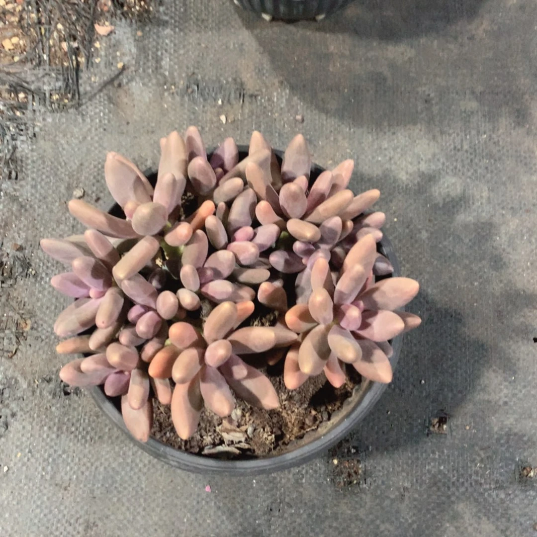 多肉植物多肉植物糖果