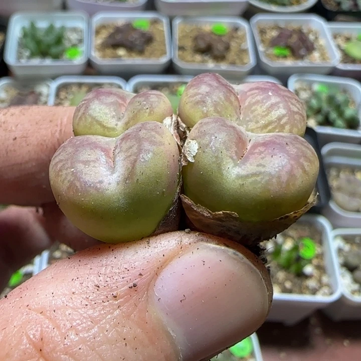 杂交漂亮多肉植物97