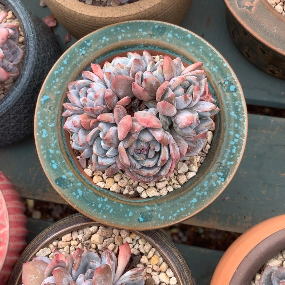 无花朵花花花花花花花花30