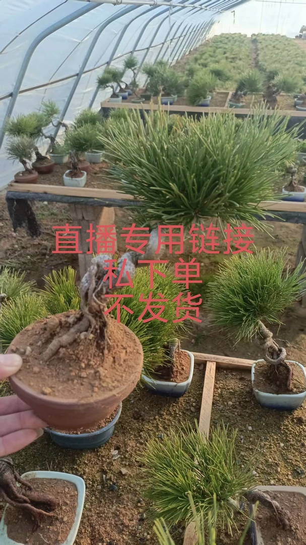 本链接仅限直播期间使用《一物一拍》松柏盆景，杂木盆景老桩销售