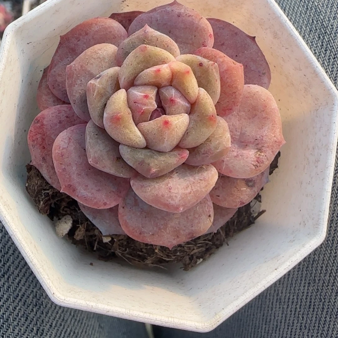 多肉小卡拉米糖心一物一拍