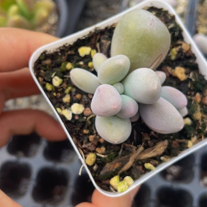 平**安一物一拍满18包邮