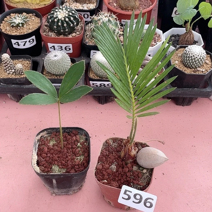 596墨西哥铁甲➕白鳞铁块根