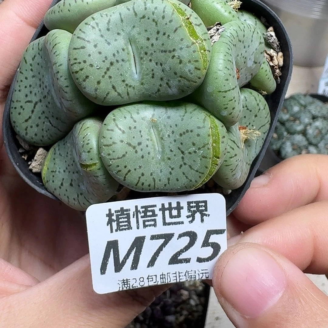 多肉植物的都是ghnm