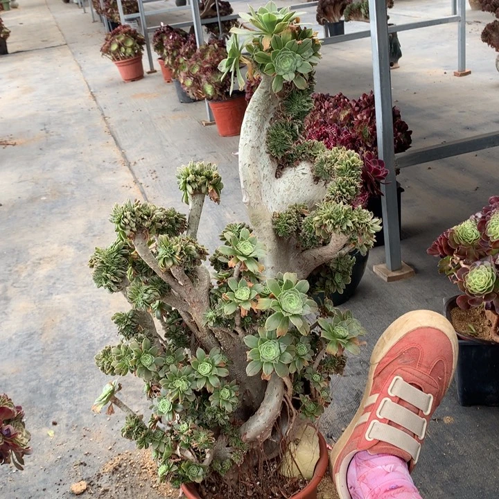 绿法师缀化脱土发货啊