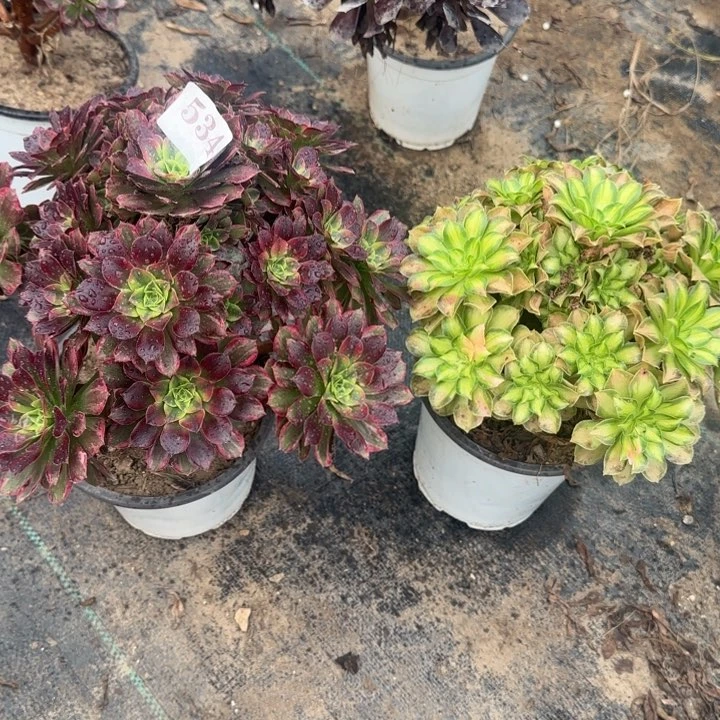 534水果糖➕韶华包邮。