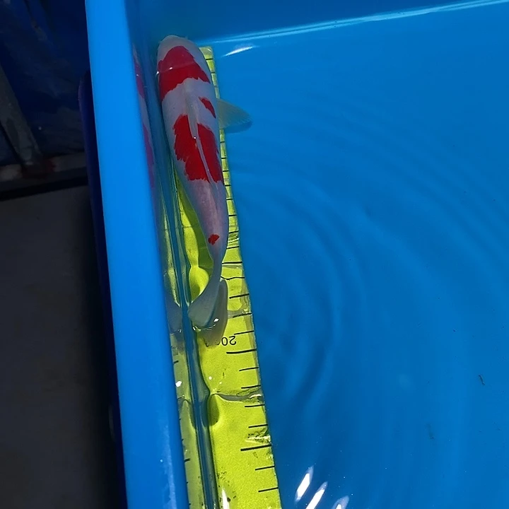 锦鲤纯种血统锦鲤观赏鱼